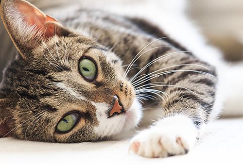 Gatto